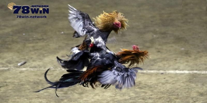 Bạn có thể dễ dàng xem trực tiếp các trận đá gà ở Campuchia Bạn có thể dễ dàng xem trực tiếp các trận đá gà ở Campuchia