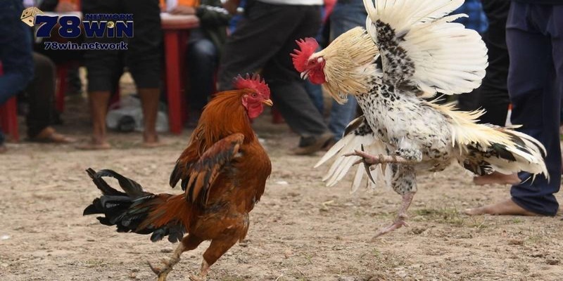 Bạn có thể dự đoán, đặt cược cho các trận trực tiếp đá gà C1 hôm nay Bạn có thể dự đoán, đặt cược cho các trận trực tiếp đá gà C1 hôm nay