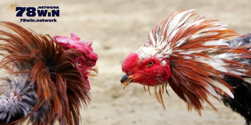 Đá gà trực tiếp cúp C1 quy tụ những chiến kê mạnh mẽ Đá gà trực tiếp cúp C1 quy tụ những chiến kê mạnh mẽ