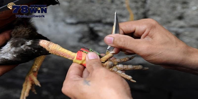 Hình thức đá gà cựa sắt Campuchia đang vô cùng phổ biến Hình thức đá gà cựa sắt Campuchia đang vô cùng phổ biến