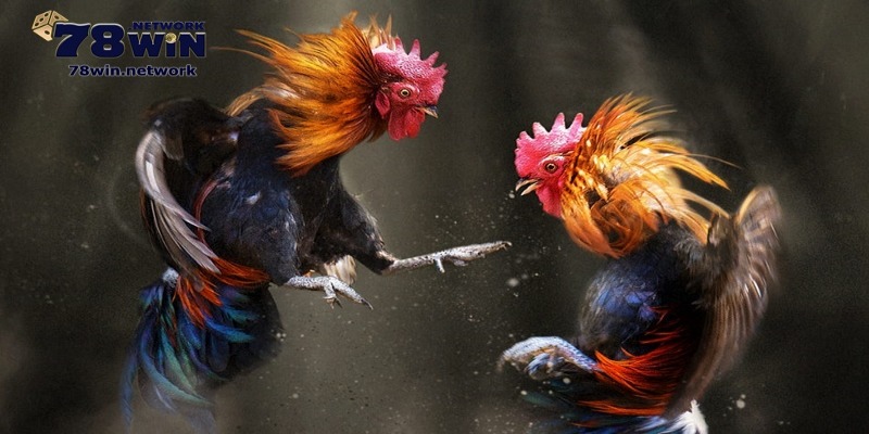 Ngoài theo dõi, bạn có thể vào tiền đầu tư cho các trận đá gà C3 Ngoài theo dõi, bạn có thể vào tiền đầu tư cho các trận đá gà C3