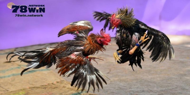 Người chơi cần hiểu về trực tiếp đá gà C1 hôm nay Người chơi cần hiểu về trực tiếp đá gà C1 hôm nay