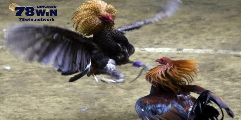 Bạn cần biết kinh nghiệm cá cược trong các trận đá gà cựa dao Bạn cần biết kinh nghiệm cá cược trong các trận đá gà cựa dao