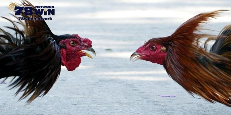 Bạn đã biết đá gà cựa sắt là gì chưa?