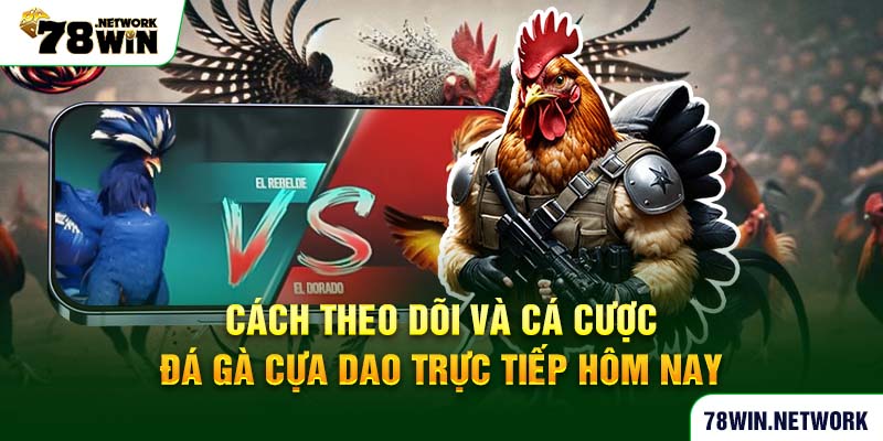 Cách theo dõi và cá cược đá gà cựa dao trực tiếp hôm nay Cách theo dõi và cá cược đá gà cựa dao trực tiếp hôm nay